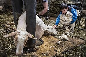 Transhumance, the seasonal droving of livestock