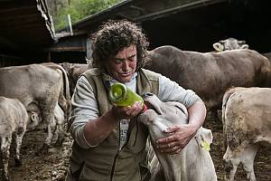 Transhumance, the seasonal droving of livestock