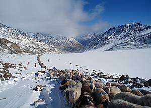 Transhumance, the seasonal droving of livestock