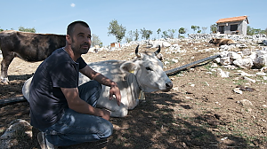 Transhumance, the seasonal droving of livestock