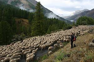 Transhumance, the seasonal droving of livestock