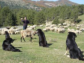 Transhumance, the seasonal droving of livestock