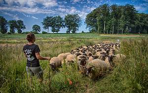Transhumance, the seasonal droving of livestock