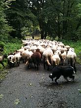 Transhumance, the seasonal droving of livestock