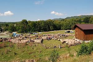 Transhumance, the seasonal droving of livestock