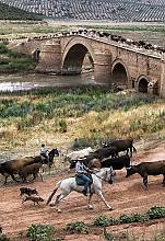 La Transhumance, déplacement saisonnier de troupeaux