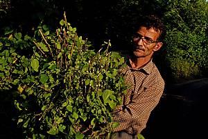 Sericulture and traditional production of silk for weaving