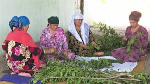 Sericulture and traditional production of silk for weaving
