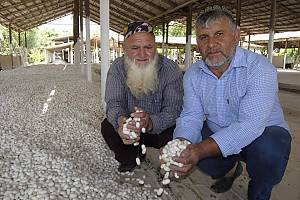 Sericultura y producción tradicional de seda para tejer 