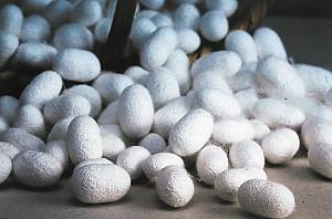 Sericulture and traditional production of silk for weaving