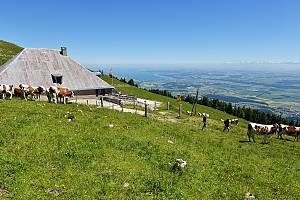 Alpine pasture season