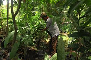 La culture du bien-être lié au jamu