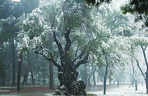 Traditional knowledge, methods and practices concerning olive cultivation