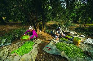 Traditional knowledge, methods and practices concerning olive cultivation