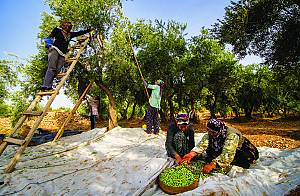 Traditional knowledge, methods and practices concerning olive cultivation
