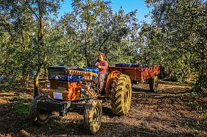 Traditional knowledge, methods and practices concerning olive cultivation