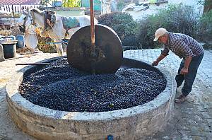 Traditional knowledge, methods and practices concerning olive cultivation