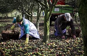 Asturian cider culture