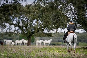 Equestrian art in Portugal