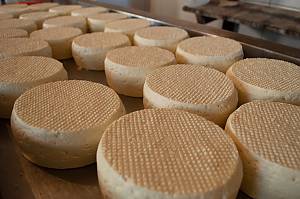 Traditional ways of making Artisan Minas Cheese in Minas Gerais