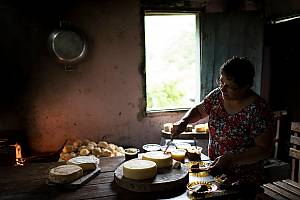 Traditional ways of making Artisan Minas Cheese in Minas Gerais