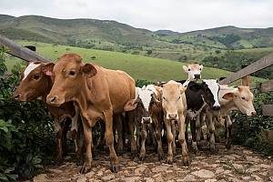Les modes traditionnels de fabrication du fromage artisanal minas dans le Minas Gerais
