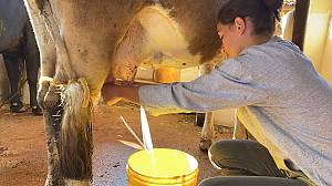 Traditional ways of making Artisan Minas Cheese in Minas Gerais