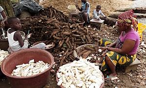 Skills related to Attiéké production in Côte d’Ivoire