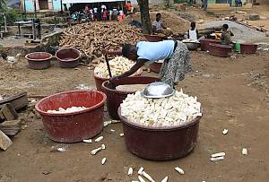 Les savoir-faire liés à la fabrication de l'attiéké en Côte d'Ivoire