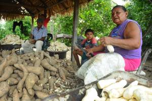 Traditional knowledge and practices for the making and consumption of cassava bread