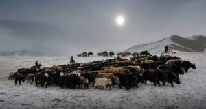 La migration nomade mongole et ses pratiques associées
