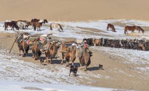 Mongol nomad migration and its associated practices