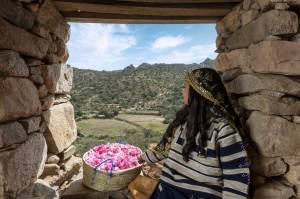 Cultural practices related to Taif roses