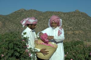 Cultural practices related to Taif roses