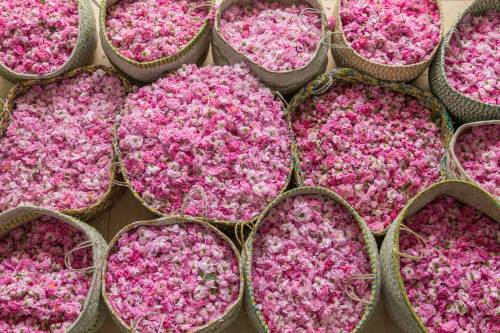Taif roses baskets after being counted and weighed in preparation to be placed in the distillation pots