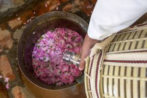 Cultural practices related to Taif roses