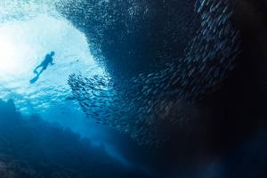Influence de la biodiversité sur la stabilité des écosystèmes