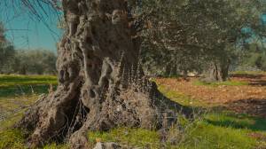 L'arbre Mihrass: connaissances, compétences et rituels associés
