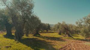 L'arbre Mihrass: connaissances, compétences et rituels associés
