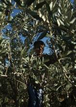 Al-Mihrass tree: knowledge, skills and rituals associated with it