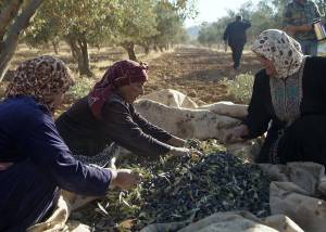 Al-Mihrass tree: knowledge, skills and rituals associated with it