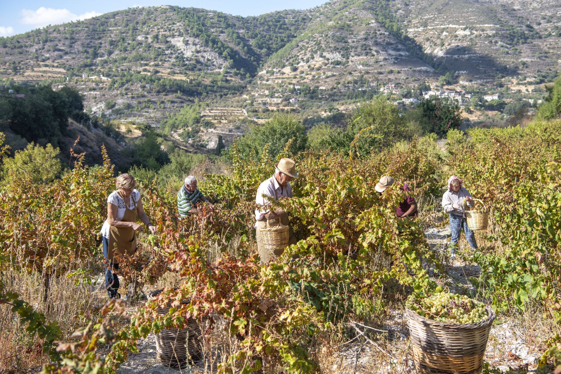 Grape harvesting, Commandaria region (Doros)