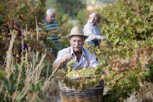 Commandaria wine