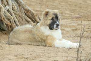 The art of breeding Turkmen alabay