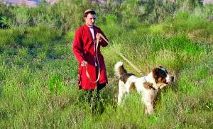 The art of breeding Turkmen alabay