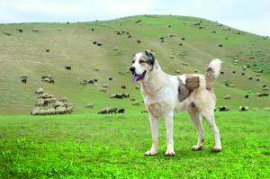 The art of breeding Turkmen alabay