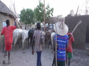 Guruna, a practice of pastoral, socio-cultural and artistic retreats centered on livestock among the Massa