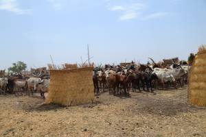 Guruna, a practice of pastoral, socio-cultural and artistic retreats centered on livestock among the Massa