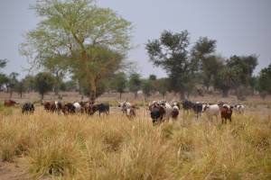 Guruna, pratique des retraites pastorale, socioculturelle et artistique autour du bétail chez les Massa