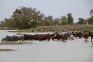 Guruna, a practice of pastoral, socio-cultural and artistic retreats centered on livestock among the Massa